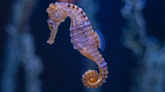 你知道什么是“海马效应”吗?